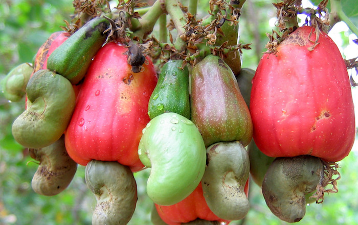Agro & Consumer Food